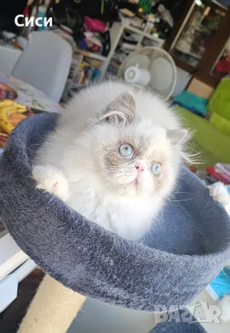 Персийски котенца , снимка 11 - Персийска - 55243080