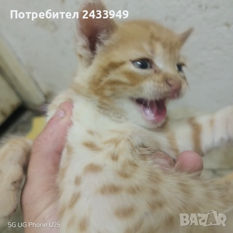 Подарявам пет котета, снимка 2 - Други - 54512763