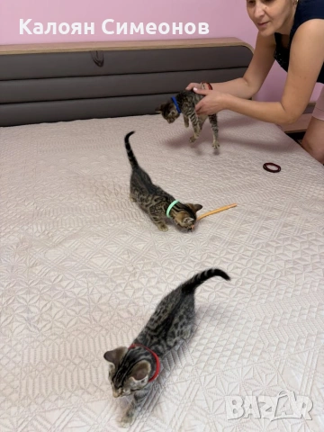 Бенгалски котета, снимка 12 - Бенгалски - 54357737