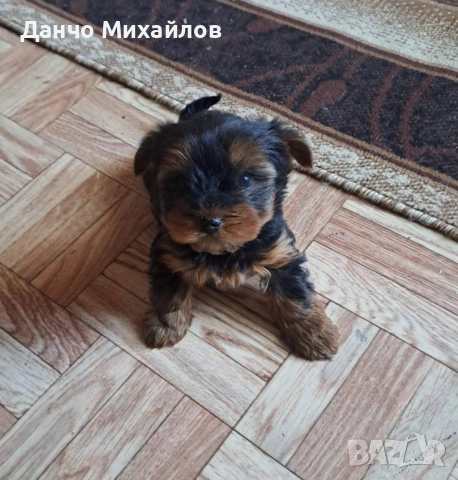 Малко мъжко йорки