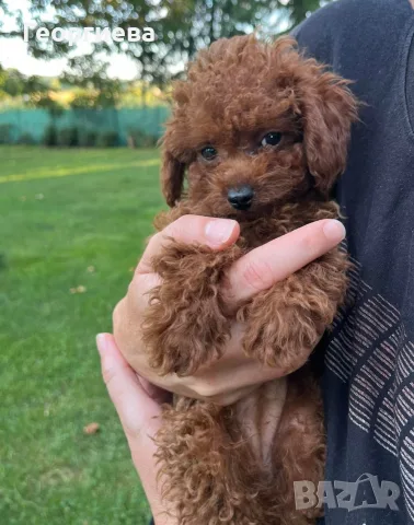 Пудел той / poodle toy, снимка 2 - Пудели - 55417100