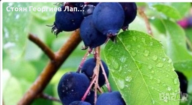 боровинка американска 2сорта и канадска един сорт, снимка 4 - Градински цветя и растения - 54394314