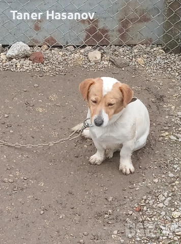 Джак Ръсел, снимка 4 - Джак ръсел териер - 54083474