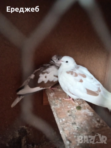 продавам дъвата