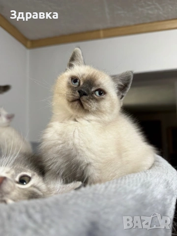 Колор пойнт котета 