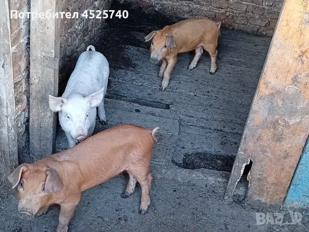 Прасета шест броя, снимка 3 - Прасета - 55689579