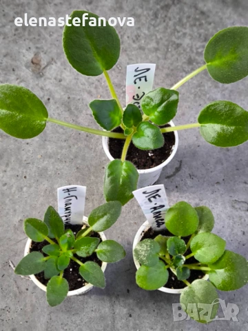 Комплект от три сортови сентполии, снимка 4 - Стайни растения - 54251384