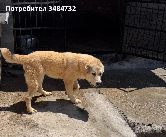 Алабай мъжки топ, снимка 2 - Алабай - 55186205