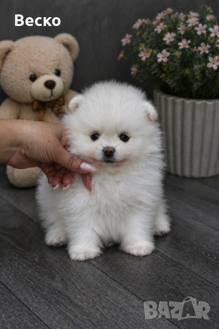 Померан мини женско 