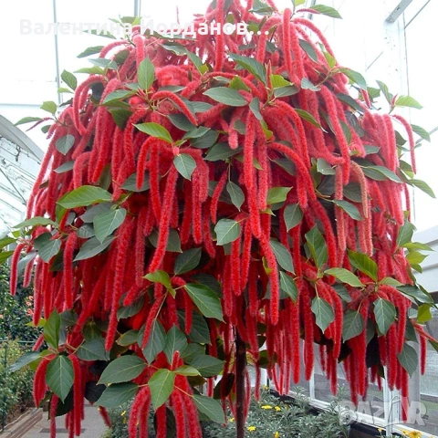 акалифа котешка опашка , снимка 2 - Стайни растения - 54000413