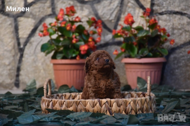 Той пудел Toy poodle, снимка 6 - Пудели - 55006000