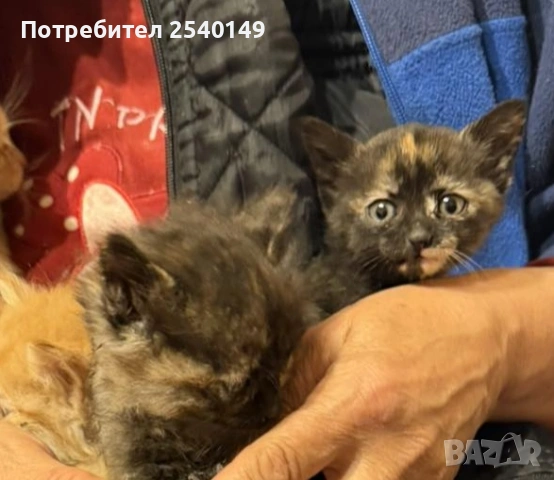 Подаряват се, гр. София 