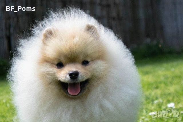 Миниатюрно момиченце померан с родословие FCI