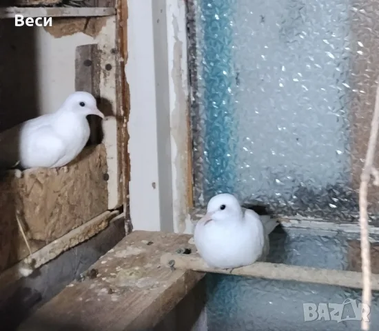 Продавам чифт млади бели сенегалски