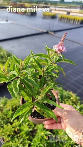 Будлея Розова наслада, Buddleja Pink Delight, снимка 7 - Градински цветя и растения - 55038192