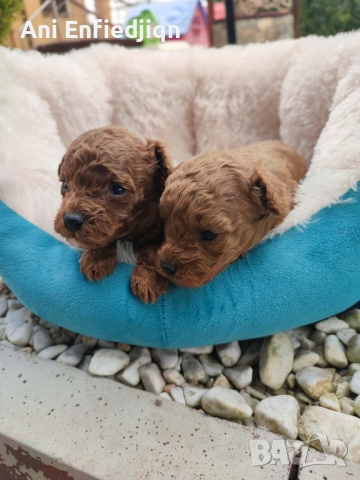 Той пудел/ЗА КАПАРИРАНЕ!, снимка 2 - Пудели - 54213978