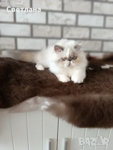 Персийско коте 😻💙, снимка 6 - Персийска - 55620971