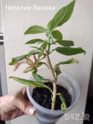 Колумнея, columnea Schiedeana, снимка 3 - Стайни растения - 55231217