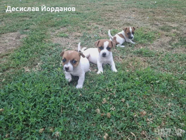 Джак Ръсел Териер , снимка 3 - Джак ръсел териер - 55165300