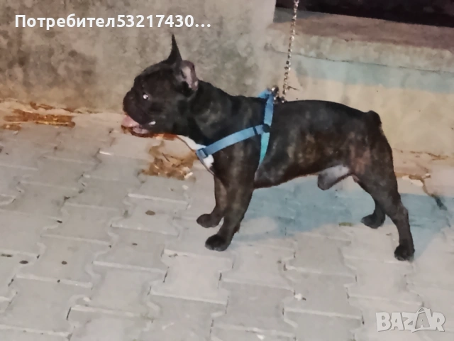 Френски булдог , снимка 2 - Френски булдог - 54874830