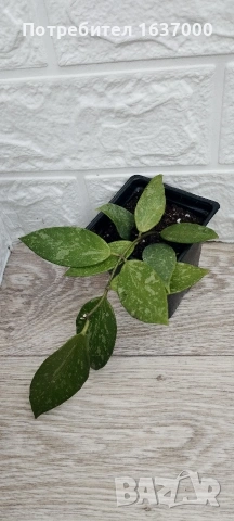Хоя Gracilis 