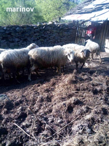 овен, снимка 3 - Овце - 54324500
