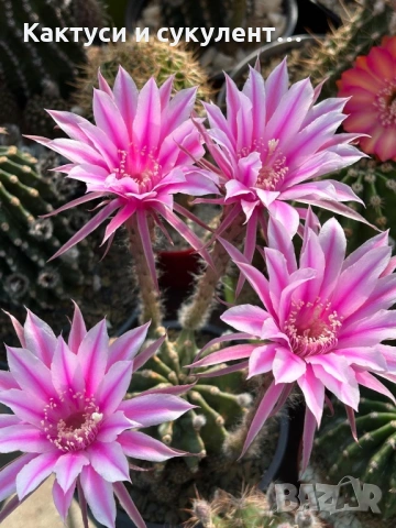 Кактус Echinopsis Hybrid бял с розово и тъмни нюанси в средата 