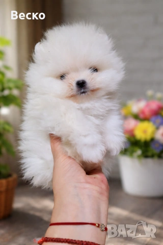 Померан мини мъжко , снимка 8 - Померан - 54110021