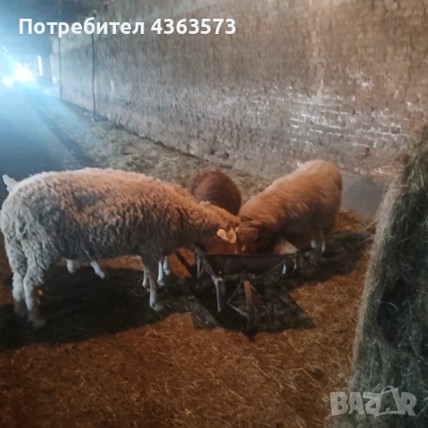    Продавам четири коча , снимка 3 - Овце - 54536611