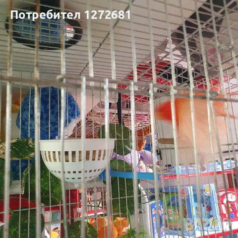 Канарчета д4войка оранжеви мъжко и женско, снимка 2 - Канари - 55194928