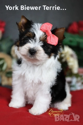 Бивер йорк, момче и момиче за семейство с деца! Доставка!, снимка 2 - Йоркширски териер - 53959135