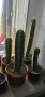 Trichocereus Peruvianus / San Pedro / Кактус, снимка 2