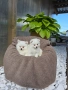 Померан Померанче, снимка 2