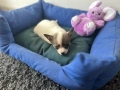 Продавам бебе Чихуахуа , снимка 2
