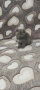Британски котета , снимка 6