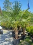 Палми Трахикарпус , Trachycarpus fortunei, снимка 1