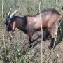 Продавам мъжко яре френски алпин на 4 месеца, снимка 3