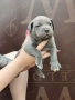 Американско Були Хл American bully Xl ABKC , снимка 16