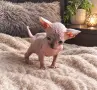 Канадски сфинкс и елф , снимка 7