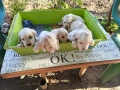 Продават се , снимка 3