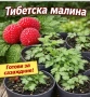 Ягодова малина, снимка 3
