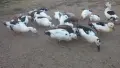 Патици френски Дюклер , снимка 2