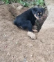 Подарявам кученца, снимка 1