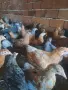 ТОКАЧЕТА и пилета кръстоски, снимка 7