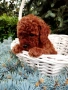 Той Пудел Poodle toi , снимка 2