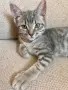 Шотландски клепоухи правоухи котета британски котки, снимка 2