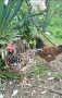 оплодени яйца от шведска цветна кокошка за люпене swedish flower hen, снимка 3