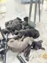 Кане корсо кутрета, снимка 12