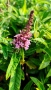 Будлея Розова наслада, Buddleja Pink Delight, снимка 5