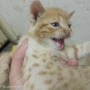 Подарявам пет котета, снимка 2
